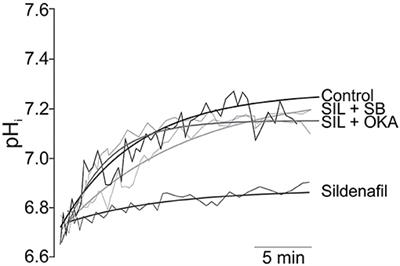 Myocardial Impact of NHE1 Regulation by Sildenafil